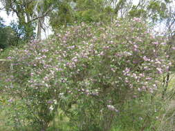 صورة Melaleuca decussata R. Br.