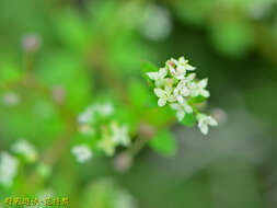 Plancia ëd Galium bungei var. trachyspermum (A. Gray) Cufod.