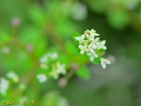 Plancia ëd Galium bungei var. trachyspermum (A. Gray) Cufod.