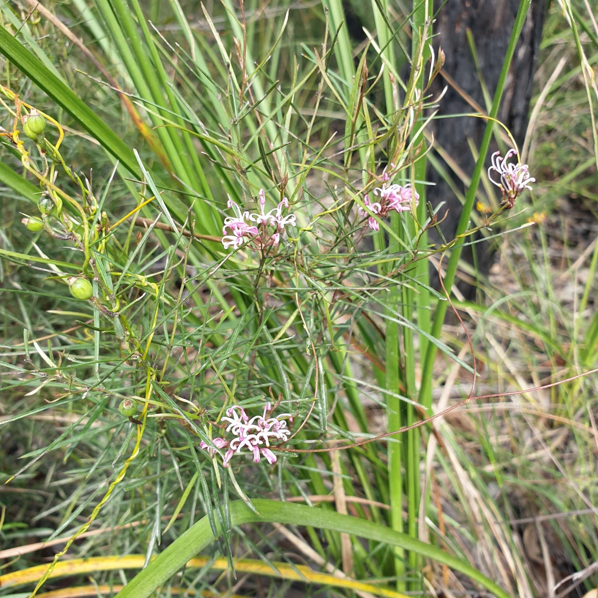 Image of Grevillea parviflora subsp. parviflora