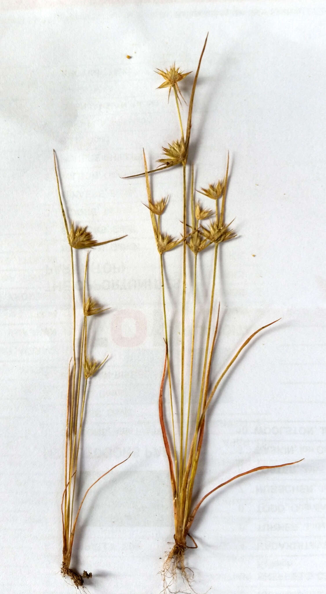 Image of dwarf rush