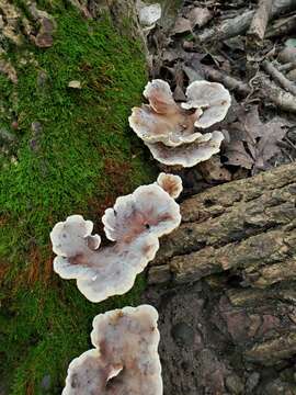 Plancia ëd Loweomyces fractipes (Berk. & M. A. Curtis) Jülich 1982