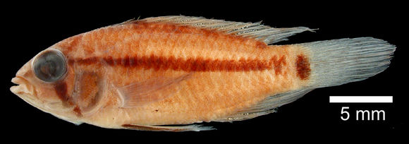 269.046831 apistogramma piauiensis ht jpg.580x360