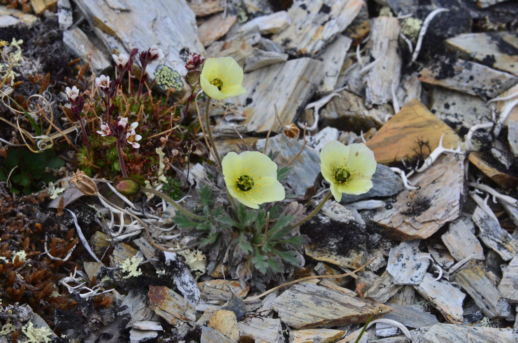 Image of Papaver calcareum V. V. Petrovskii