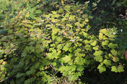 Plancia ëd Physocarpus amurensis (Maxim.) Maxim.