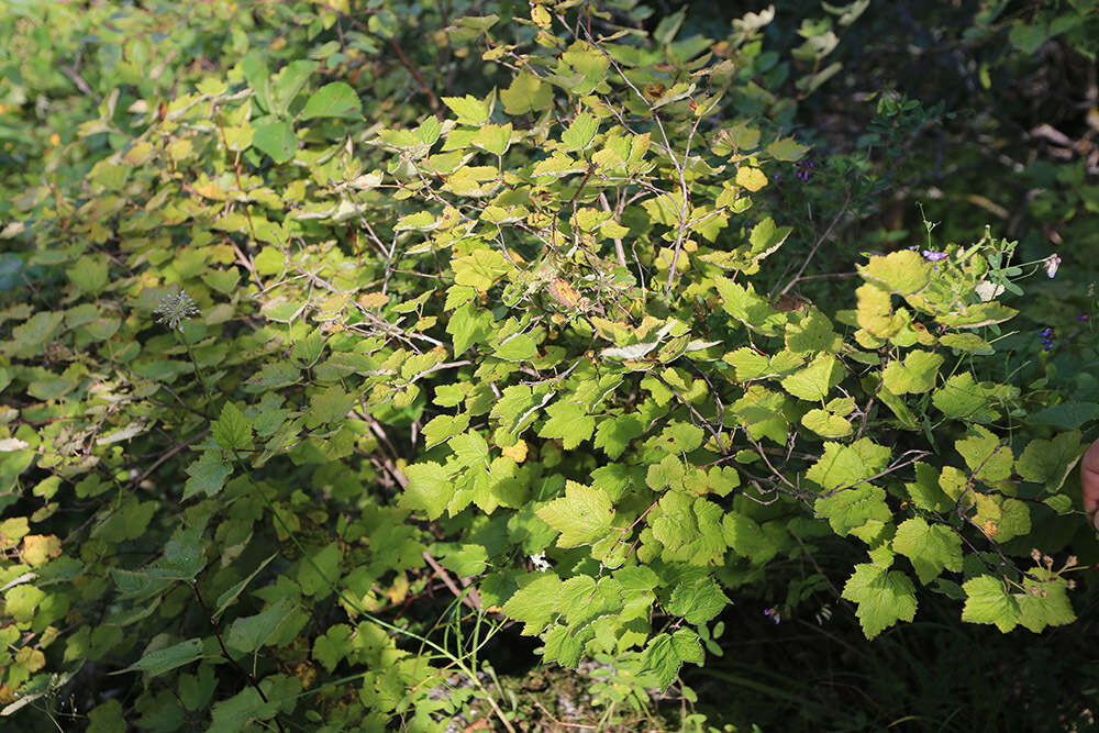 Plancia ëd Physocarpus amurensis (Maxim.) Maxim.