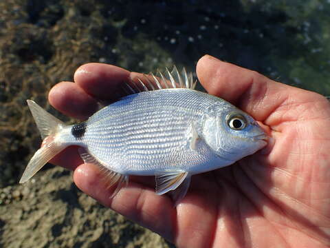 Image of Bermuda porgy