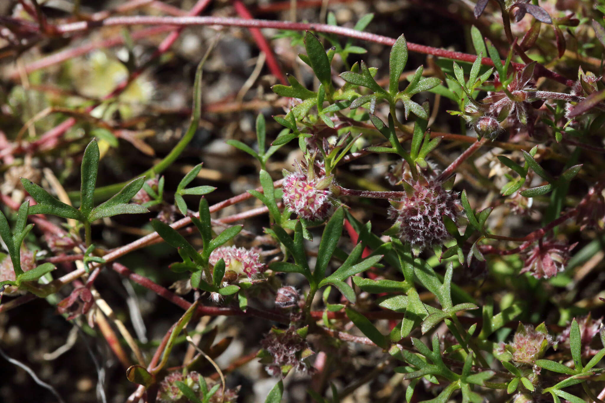 Image of Actinotus gibbonsii F. Müll.