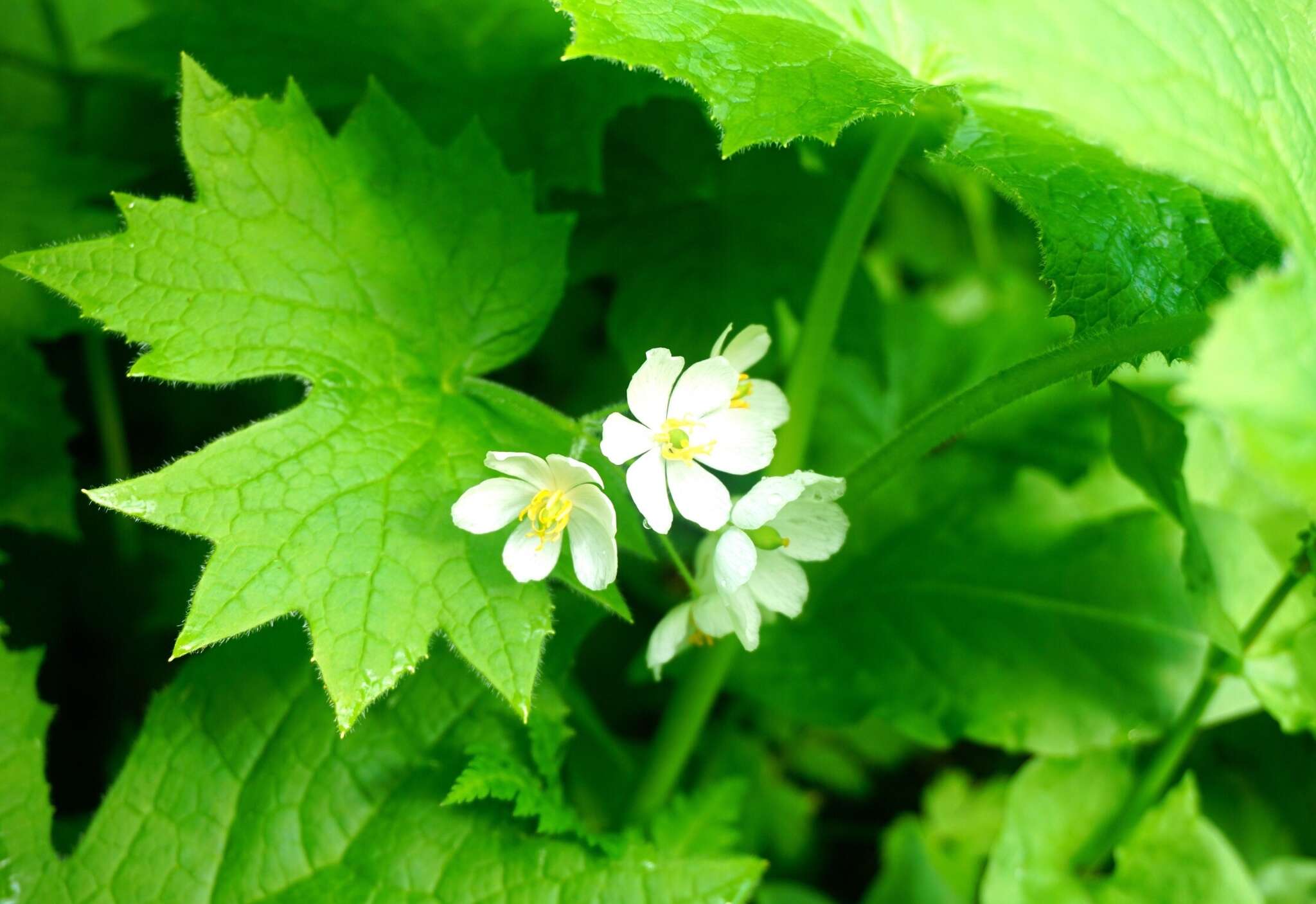 Image of Diphylleia grayi F. Schmidt