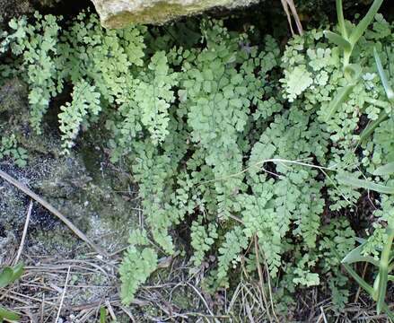 Image of Adiantum bellum Moore