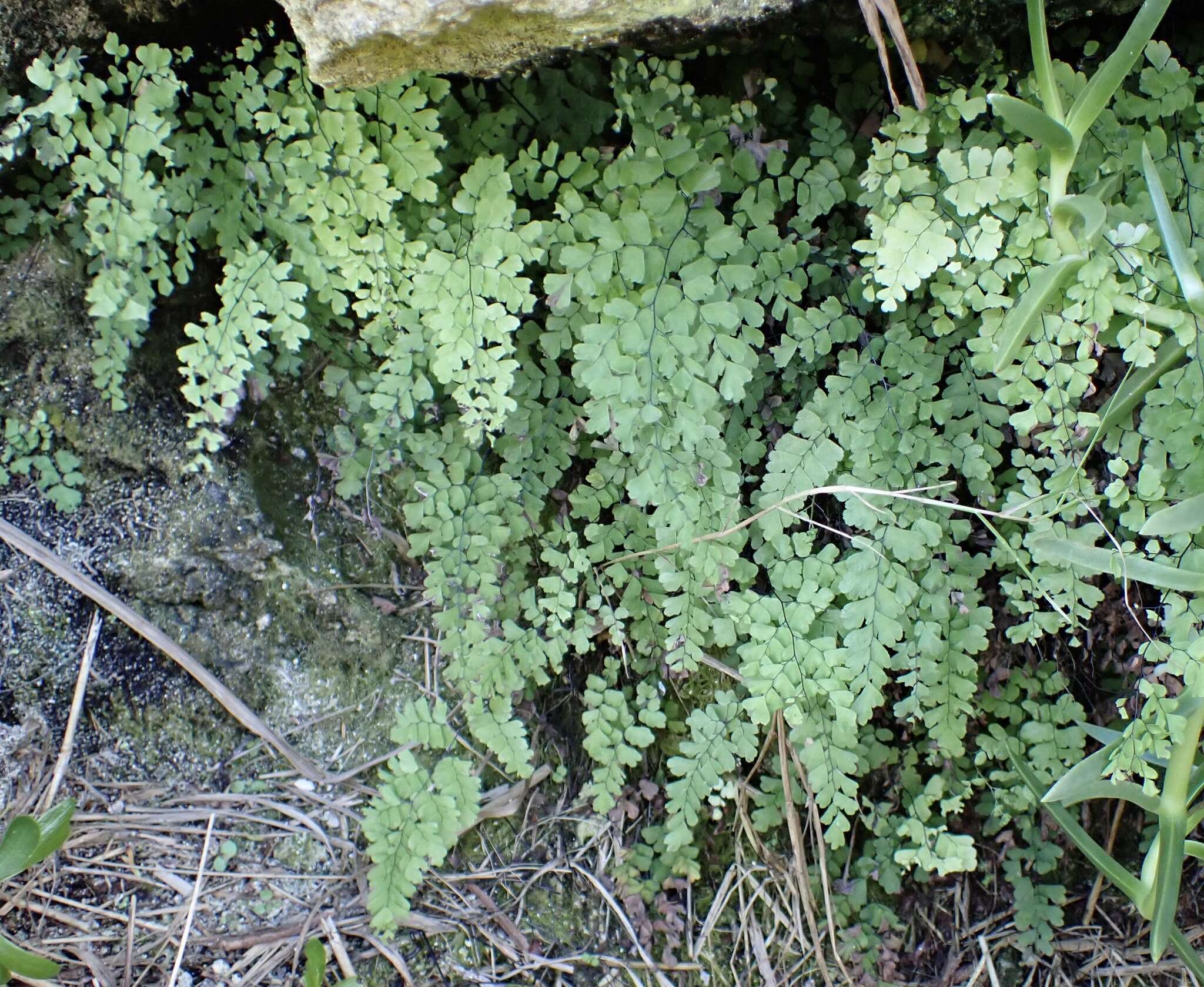 Image of Adiantum bellum Moore