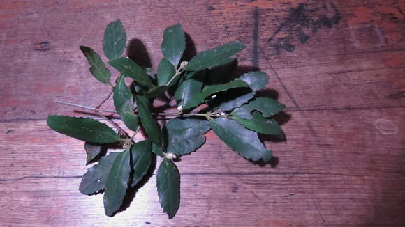 Image of Doryphora sassafras Endl.