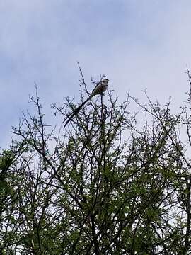 Image of Pin-tailed Whydah