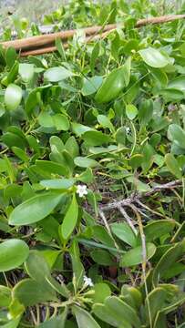 Image of Myoporum boninense subsp. australe R. J. Chinnock