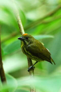 Imagem de Prionochilus maculatus (Temminck 1836)