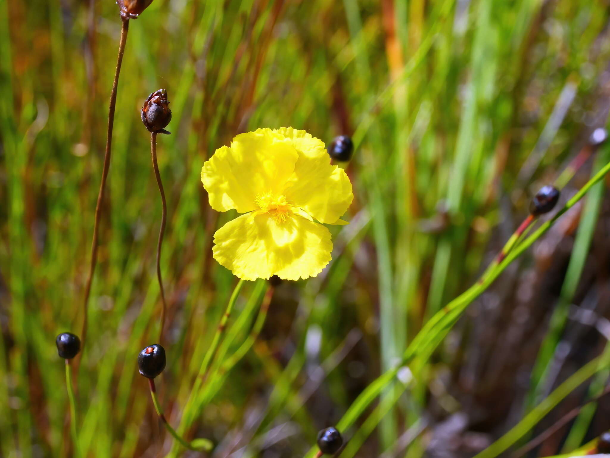 Image of Xyris gracilis R. Br.