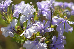 Image of Free-flowering Leschenaultia