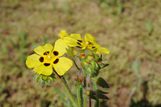 Image of Tuberaria macrosepala (Coss.) Willk.