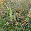 Image of Epilobium billardierianum subsp. billardierianum