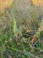 Image of Epilobium billardierianum subsp. billardierianum