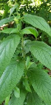 Image of Stachys iltisii J. B. Nelson