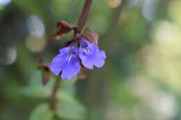 Image of Salvia nitida (M. Martens & Galeotti) Benth.