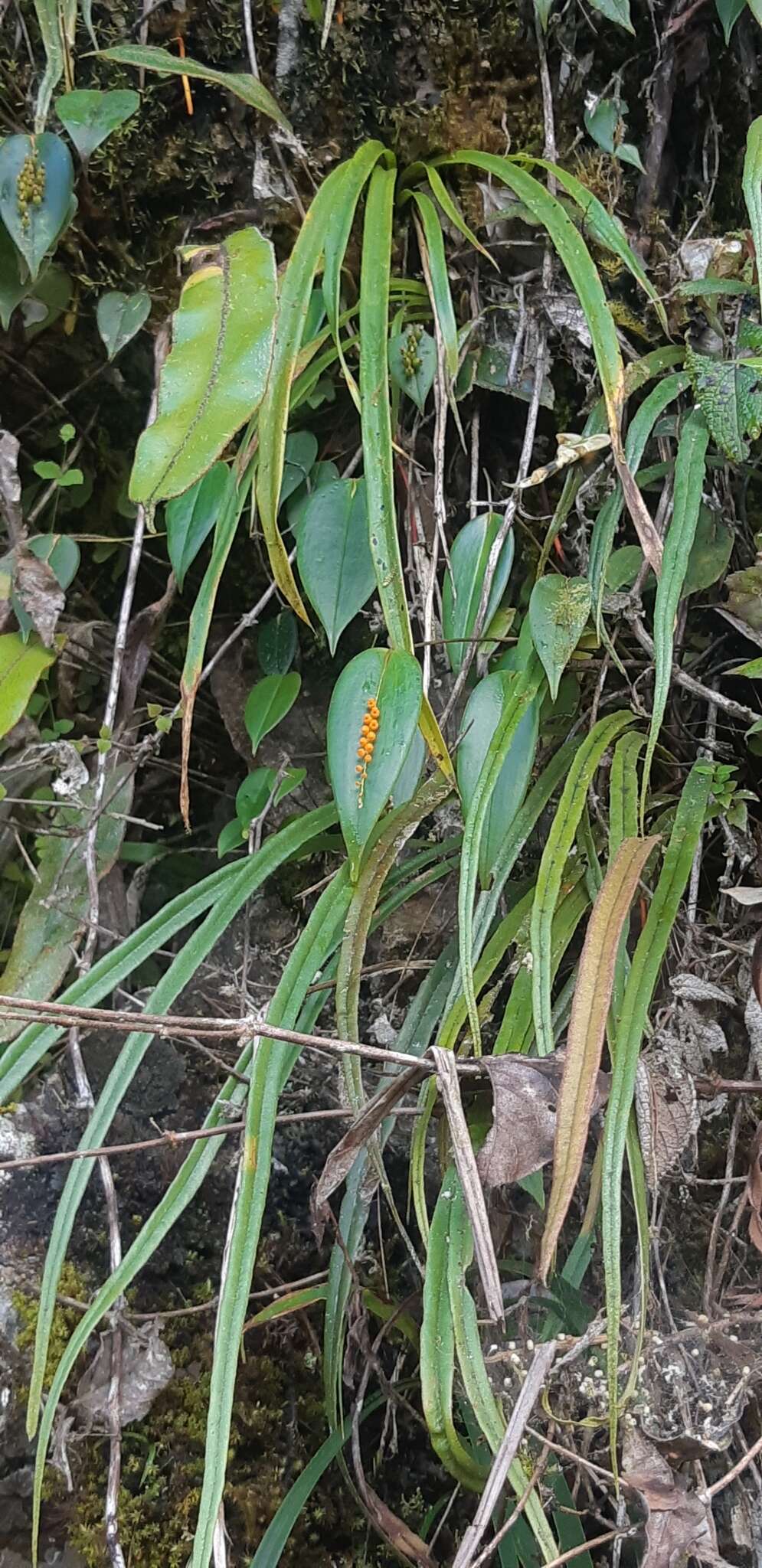 Imagem de Pleurothallis truncata Lindl.