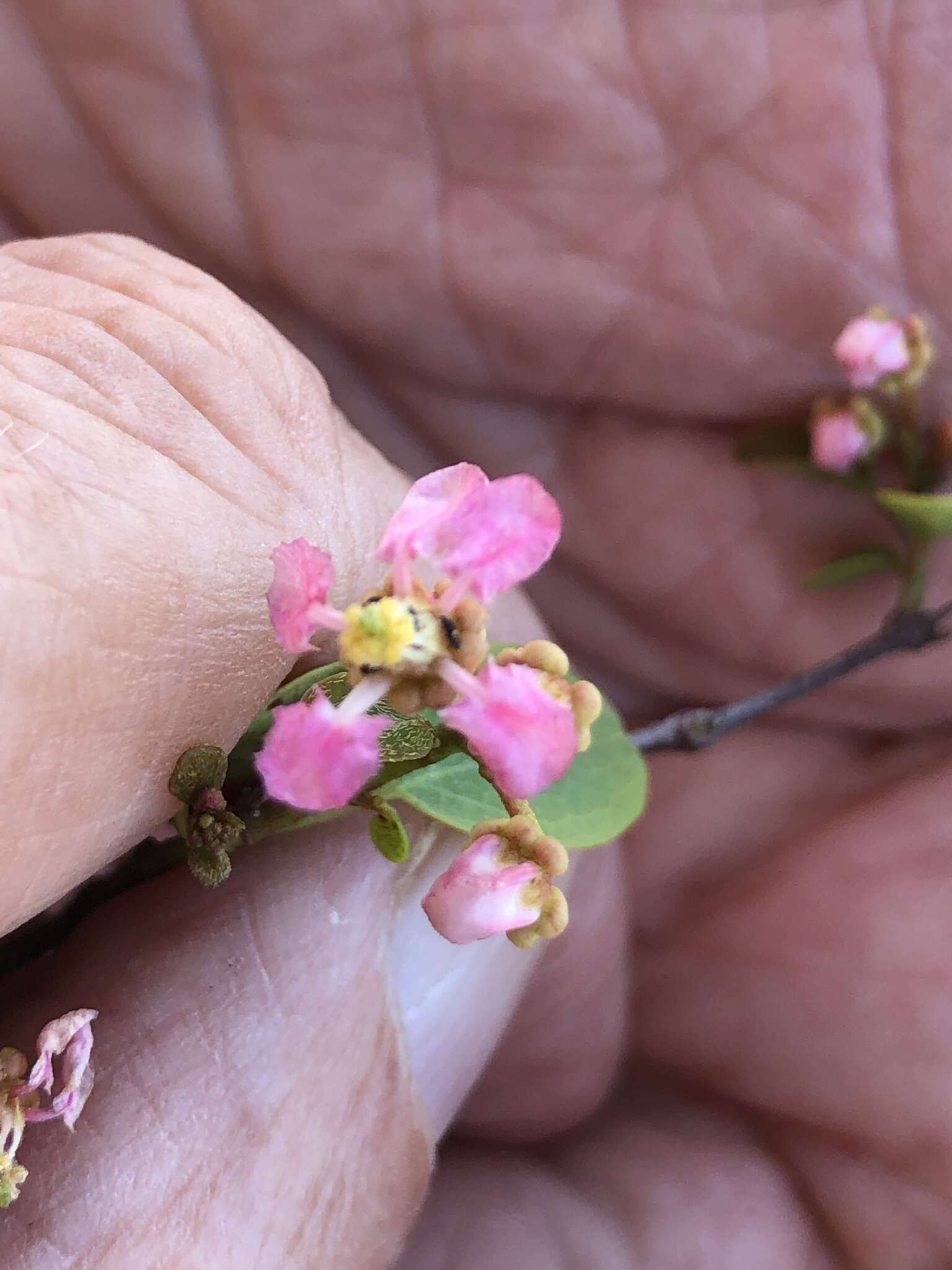 Image of Barbados cherry