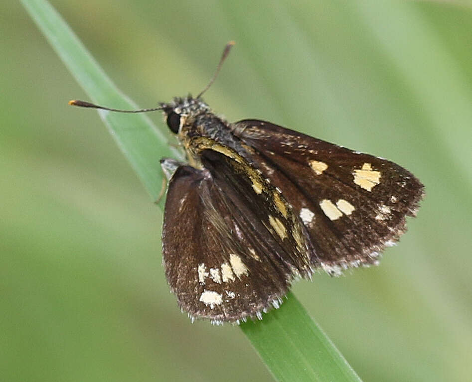 Image of <i>Ampittia <i>dioscorides</i></i> dioscorides