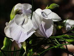 Image of Psoralea elegans