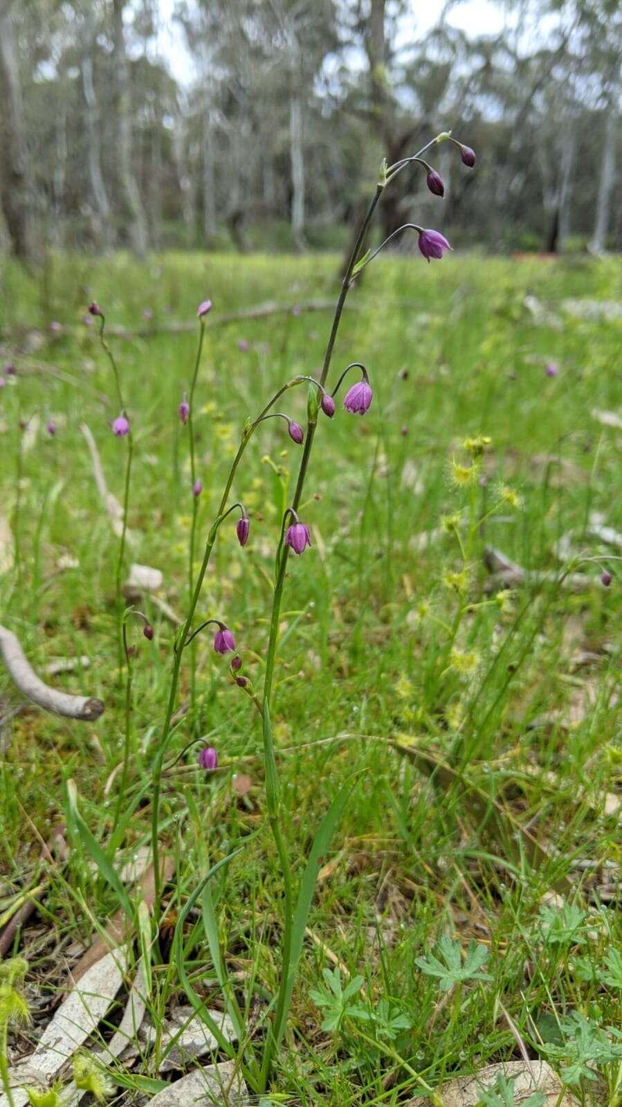 Image of Arthropodium minus R. Br.