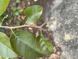 Plancia ëd Dalbergia brownei (Jacq.) Urb.