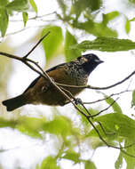 Image of Spangle-cheeked Tanager