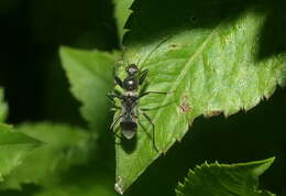 Imagem de Eucosmetus formosus Bergroth & E. 1894