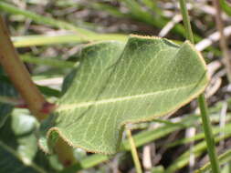 Image of Pachycarpus concolor subsp. transvaalensis (Schltr.) Goyder