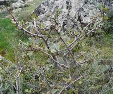 Sivun Crataegus orientalis subsp. pojarkovae (Kossych) J. I. Byatt kuva