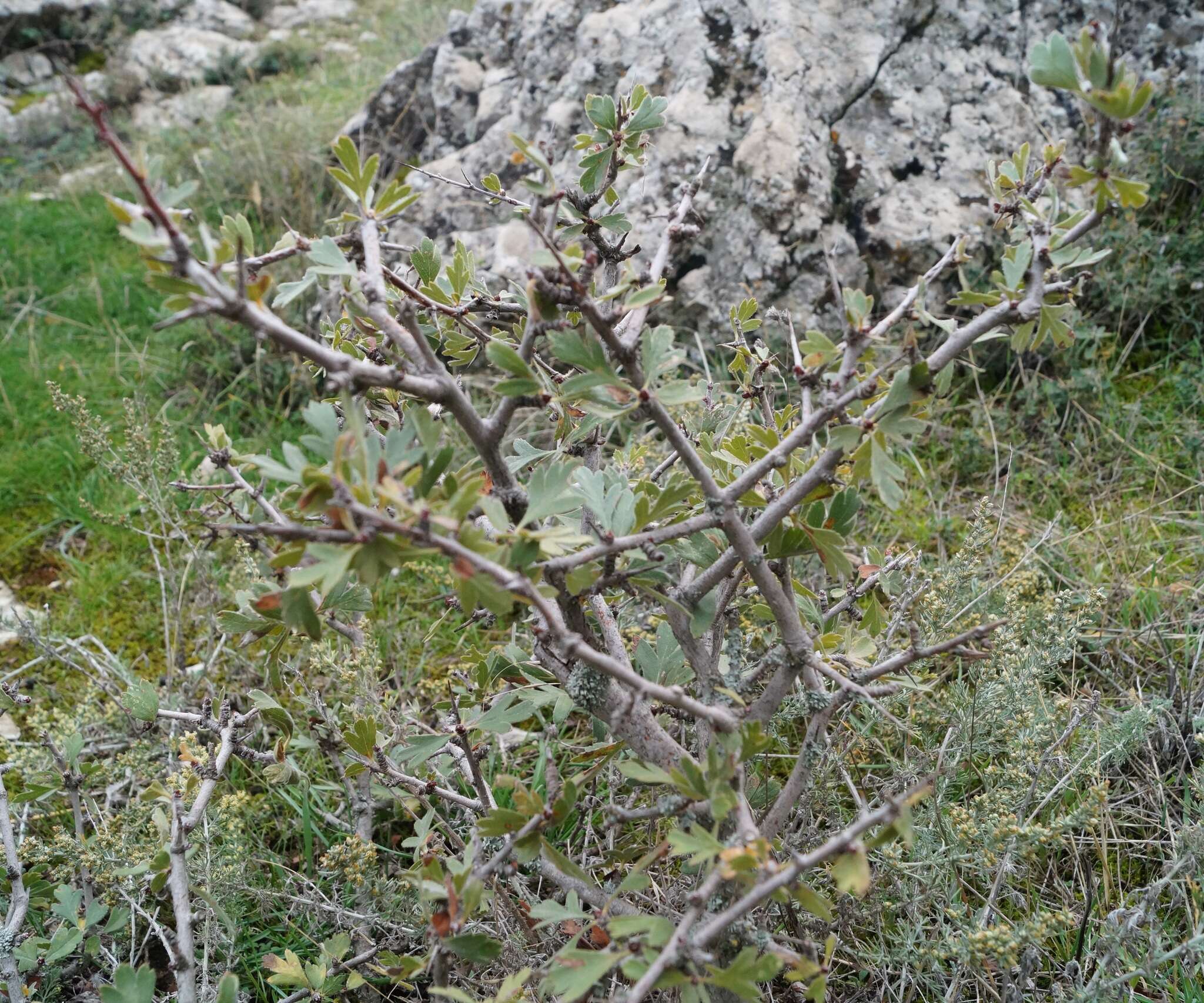 Image of Crataegus orientalis subsp. pojarkovae (Kossych) J. I. Byatt