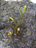 Image of Maxillaria picta Hook.