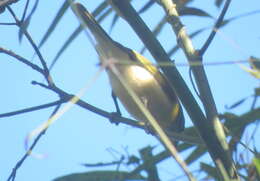 Image of Green-backed Becard