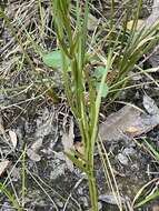 Image of Island American-Aster