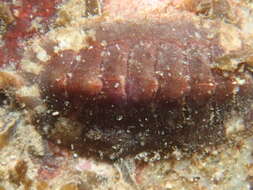 Image of Smooth European Chiton