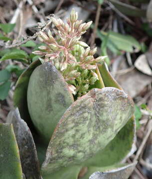 Image of Crassula lactea