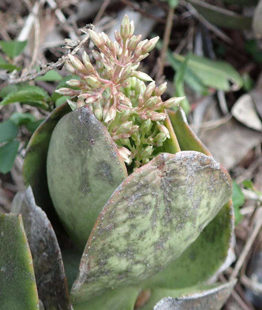 Image of Crassula lactea