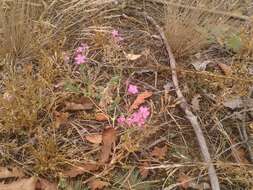 Atocion armeria var. lituanicum (Zapal.) Niketic & Stevan. resmi