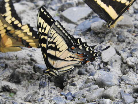 Image of Papilio alexiares garcia Rothschild & Jordan 1906