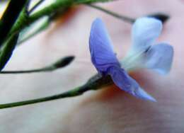 Image de <i>Psoralea forbesiae</i>