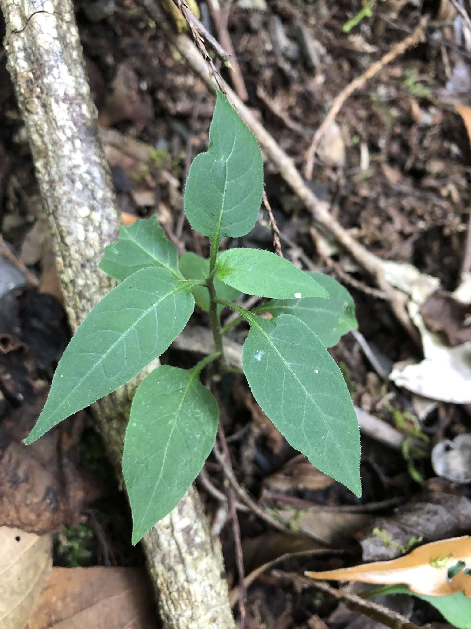 صورة Solanum pittosporifolium Hemsl.