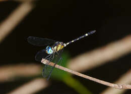 Imagem de Tetrathemis irregularis Brauer 1868