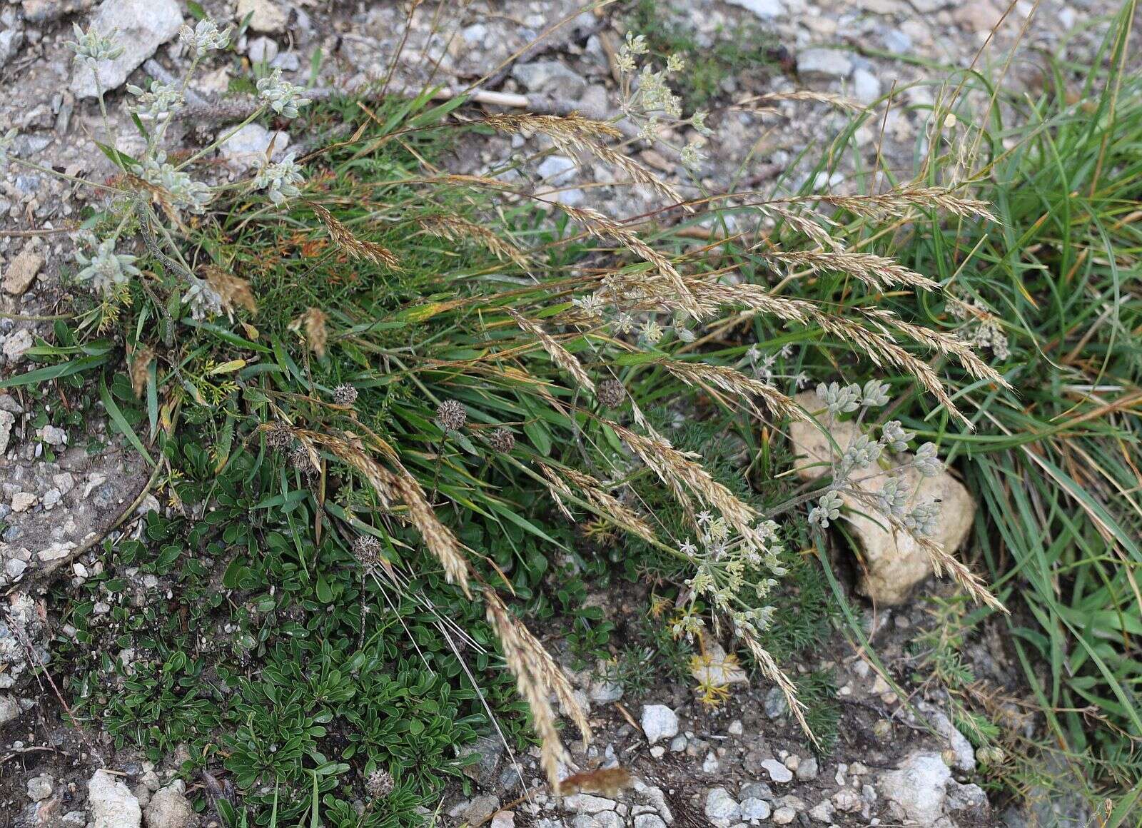 Plancia ëd Trisetum alpestre (Host) P. Beauv.