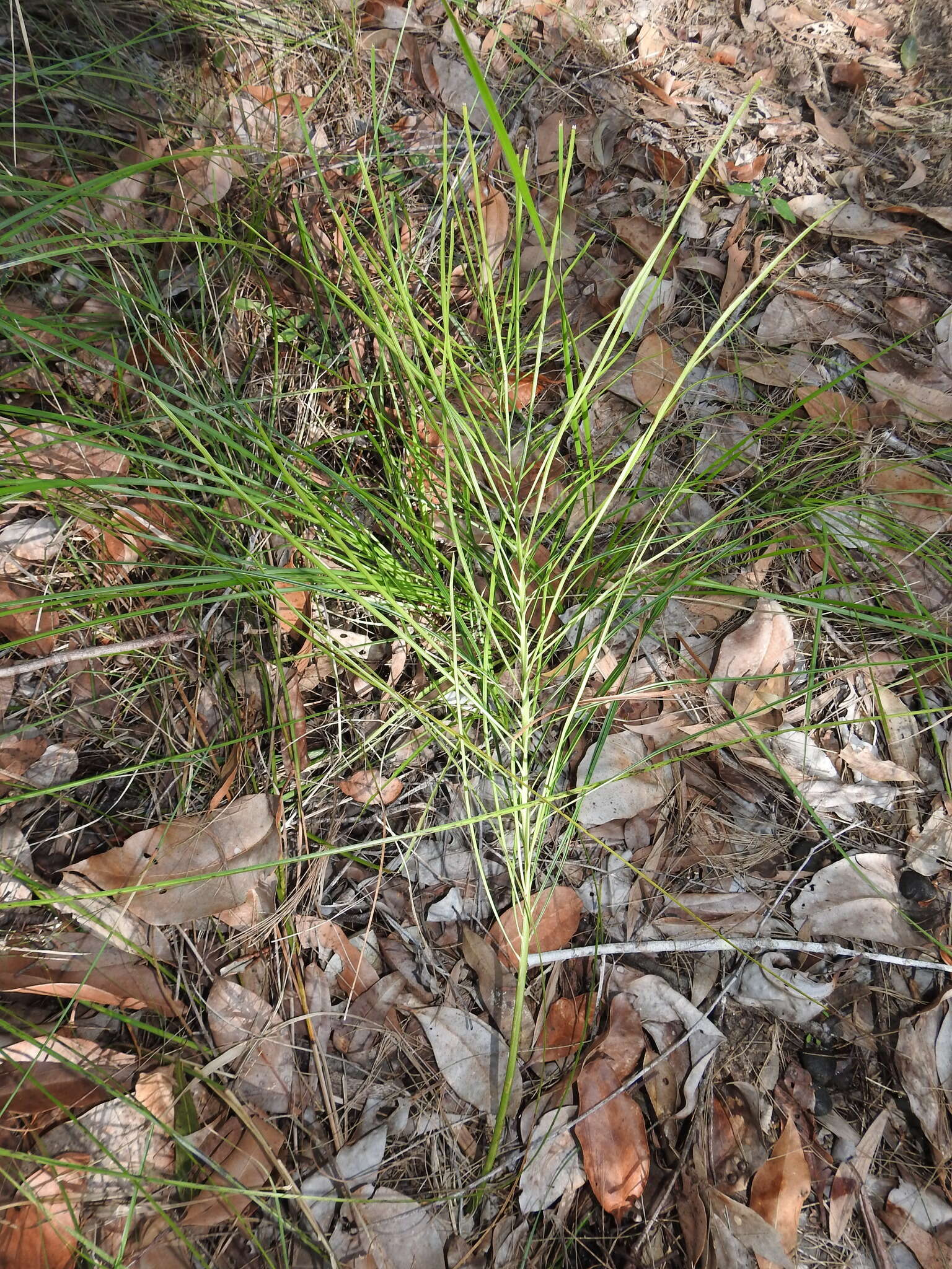 Image of Cycad